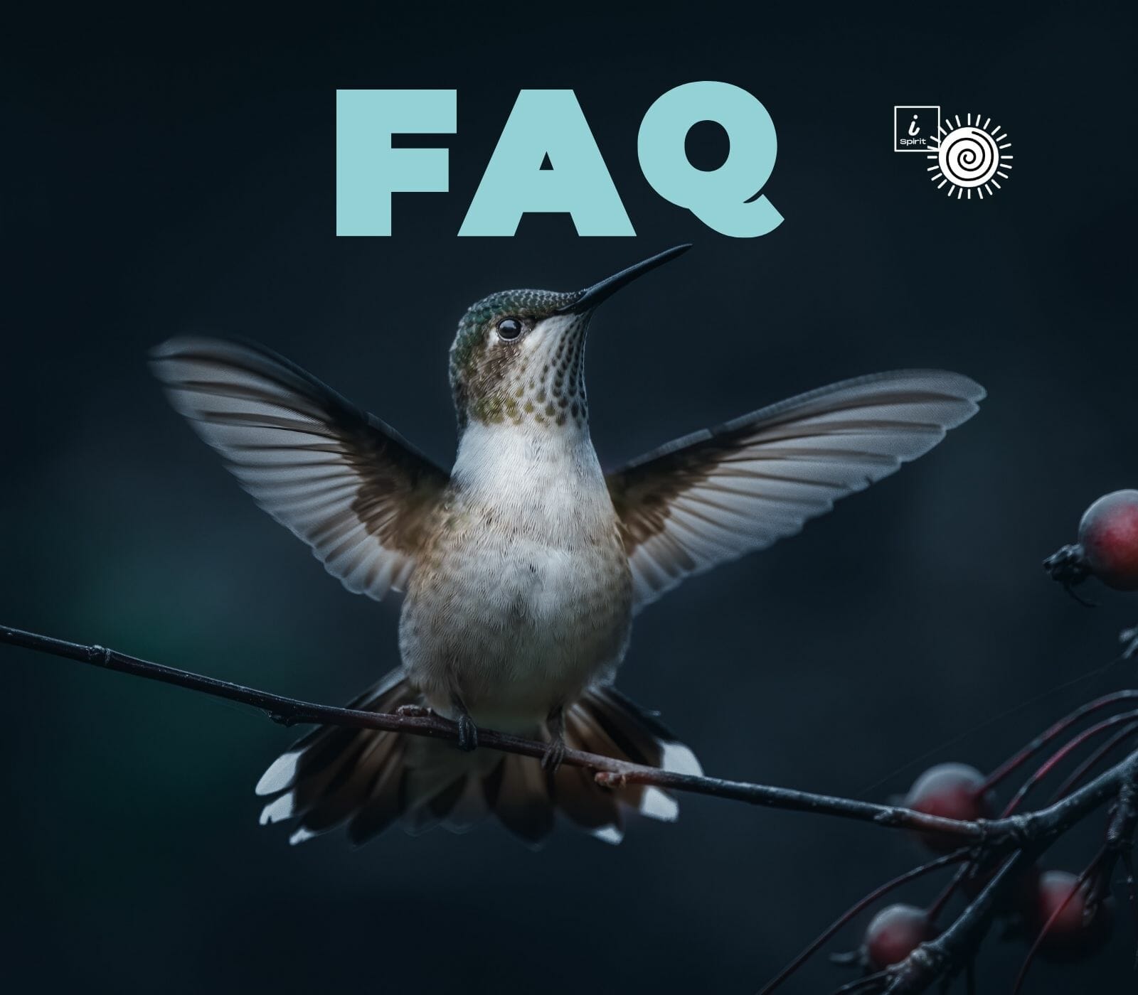 frequently asked Questions